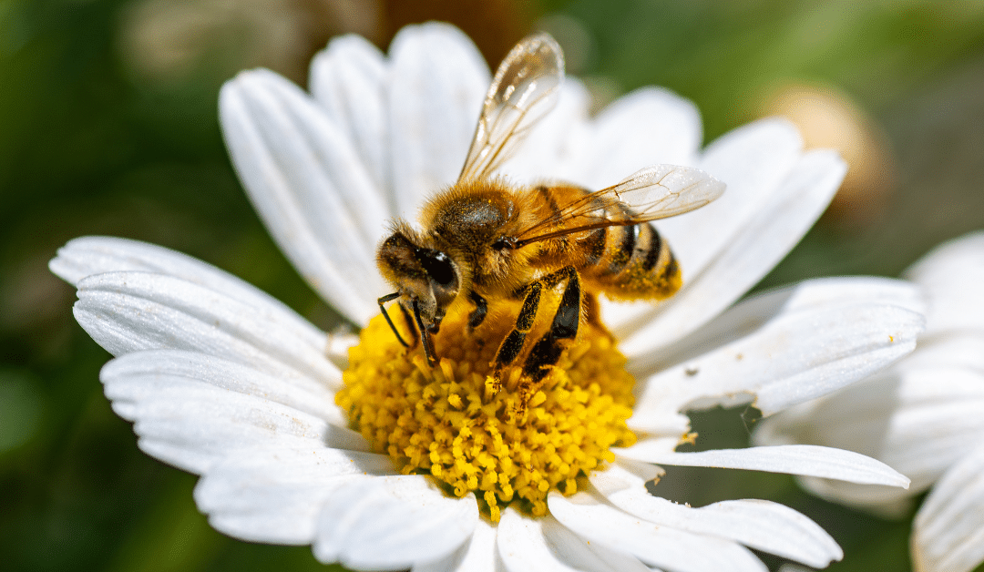 Seasonal Allergies: What’s Actually Worth Taking (And How to Choose)