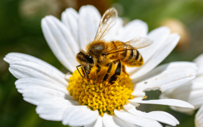 Seasonal Allergies: What’s Actually Worth Taking (And How to Choose)