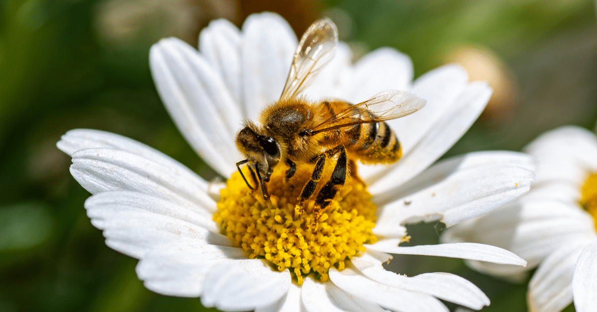 Bee covered in pollen on flower